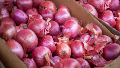 Onion Price Crash in Telangana: 8 Kg for ₹100, Tomato Rates Fall to ₹10/kg, Farmers in Deep Loss