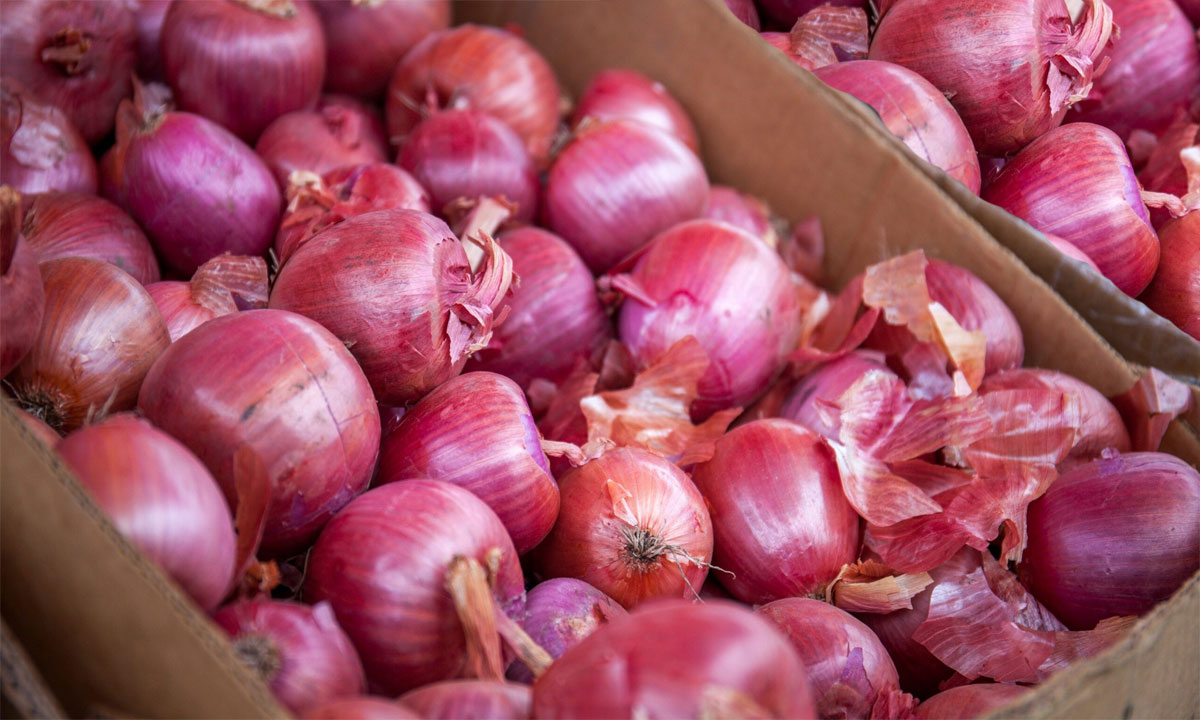 Onion Price Crash in Telangana: 8 Kg for ₹100, Tomato Rates Fall to ₹10/kg, Farmers in Deep Loss