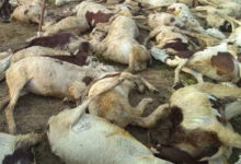 Lightning kills 90 sheep, goats in J&K’s Ganderbal district