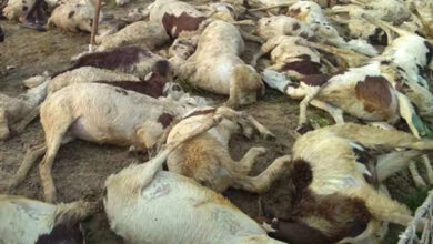 Lightning kills 90 sheep, goats in J&K’s Ganderbal district