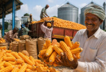 Telangana Sets Record with Regular Procurement of Maize Worth Over Rs 1,000 Crore