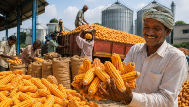 Telangana Sets Record with Regular Procurement of Maize Worth Over Rs 1,000 Crore
