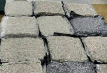 Hydroponic marijuana worth Rs 34.9 crore seized at Delhi airport from Bangkok passengers