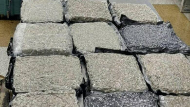 Hydroponic marijuana worth Rs 34.9 crore seized at Delhi airport from Bangkok passengers