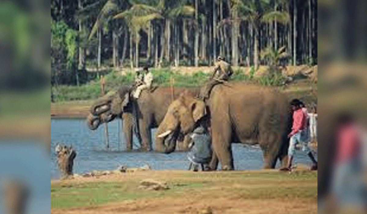 Karnataka: Sakrebyle Elephant Camp temporarily closed after Dubare tragedy