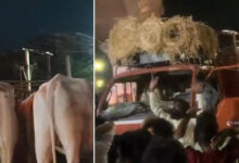 Bajrang Dal Activists Allegedly Stop Oxen Transport Vehicles Ahead of Bakrid in Hyderabad
