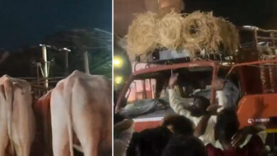 Bajrang Dal Activists Allegedly Stop Oxen Transport Vehicles Ahead of Bakrid in Hyderabad