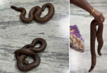 Warangal Man Arrested for Allegedly Selling Rare Two-Headed Snakes in Open Market