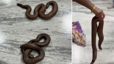 Warangal Man Arrested for Allegedly Selling Rare Two-Headed Snakes in Open Market