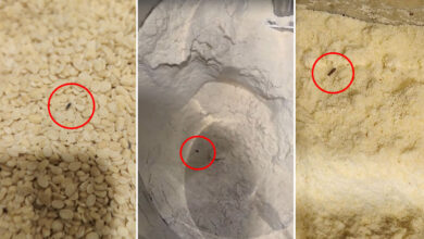 Food Safety Raid at Lulu Hypermarket: Officials Detect Pest Infestation, Decayed Vegetables, Hygiene Violations