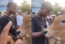 Hindu Youth Arrives at Cattle Market to Sell Cow, Muslims Refuse to Buy for Sacrifice: Video