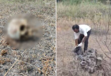 Telangana Shocker: Human Skull Found Near Temple, Police Launch Investigation