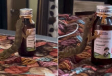 Viral Video of Lizard Licking Cough Syrup Bottle Raises Alarm; Experts Urge Safe Storage of Medicines