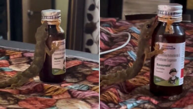 Viral Video of Lizard Licking Cough Syrup Bottle Raises Alarm; Experts Urge Safe Storage of Medicines