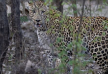 Karnataka BJP slams govt over leopard attacks on devotees at MM Hills