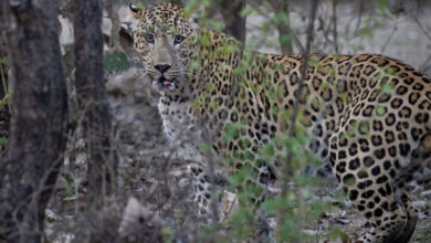 Karnataka BJP slams govt over leopard attacks on devotees at MM Hills
