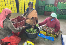 Seethakka-Led SERP Connects Women Farmers to Global Markets, Mango Trade Crosses Rs 151 Crore