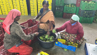 Seethakka-Led SERP Connects Women Farmers to Global Markets, Mango Trade Crosses Rs 151 Crore