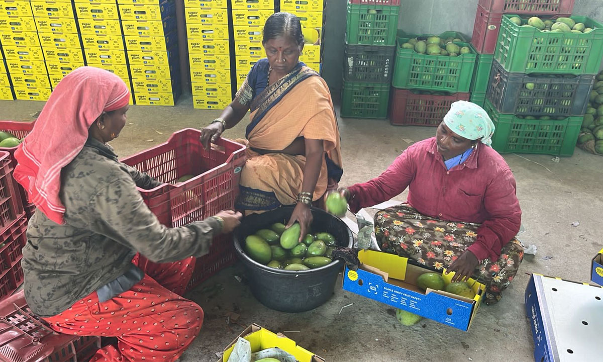 Seethakka-Led SERP Connects Women Farmers to Global Markets, Mango Trade Crosses Rs 151 Crore