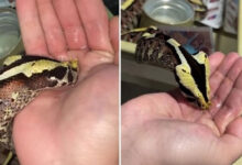 Bravery or Foolishness? Man Gives Water to Venomous Snake with Bare Hands, Viral Video Shocks People