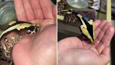 Bravery or Foolishness? Man Gives Water to Venomous Snake with Bare Hands, Viral Video Shocks People