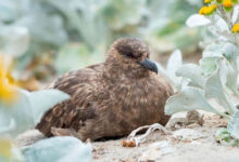 Australian govt confirms first mainland case of H5N1 bird flu strain