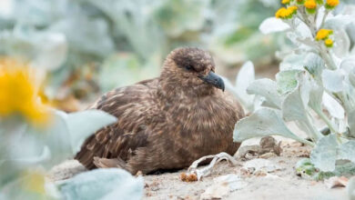 Australian govt confirms first mainland case of H5N1 bird flu strain