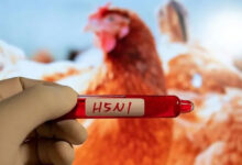 Australia 'well prepared' for outbreak of H5N1 bird flu: Environment minister