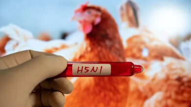 Australia 'well prepared' for outbreak of H5N1 bird flu: Environment minister