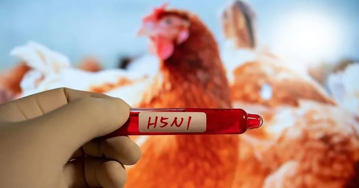Australia 'well prepared' for outbreak of H5N1 bird flu: Environment minister