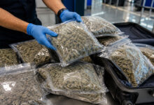 Shamshabad Airport Hydroponic Ganja Seized: 7.118 Kg Drug Worth Over Rs 2 Crore Recovered from Passenger Arriving from Vietnam via Bangkok