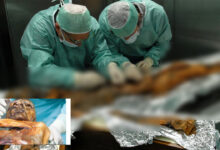Ötzi the Iceman: Scientists Find Active Microbial Ecosystem on 5,300-Year-Old Ice Mummy