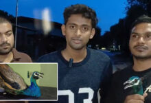 Peacock Rescued in Kishan Bagh, Handed Over to Nehru Zoological Park Authorities