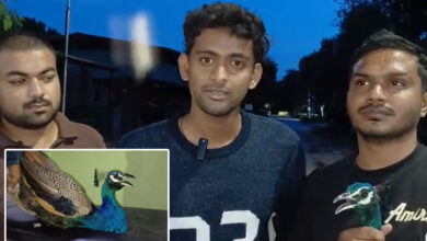 Peacock Rescued in Kishan Bagh, Handed Over to Nehru Zoological Park Authorities