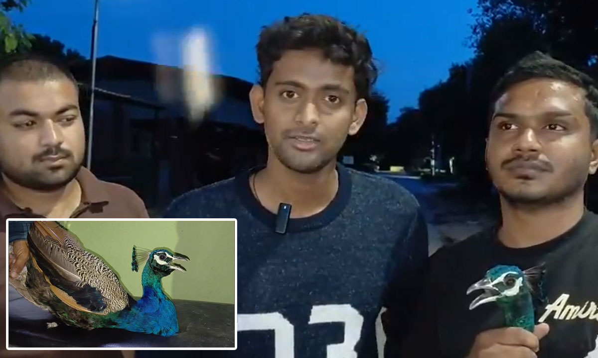 Peacock Rescued in Kishan Bagh, Handed Over to Nehru Zoological Park Authorities