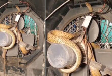 Shocking Viral Video: Huge Snake Found Wrapped Inside Cooler Fan and Wires, Netizens Left Stunned