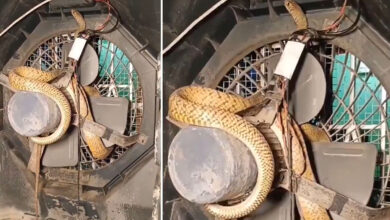 Shocking Viral Video: Huge Snake Found Wrapped Inside Cooler Fan and Wires, Netizens Left Stunned