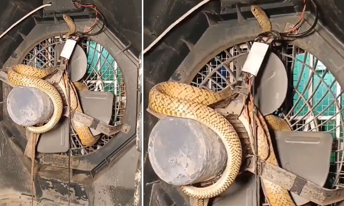 Shocking Viral Video: Huge Snake Found Wrapped Inside Cooler Fan and Wires, Netizens Left Stunned