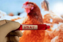 Authorities report first suspected H5N1 bird flu case on Australia's east coast