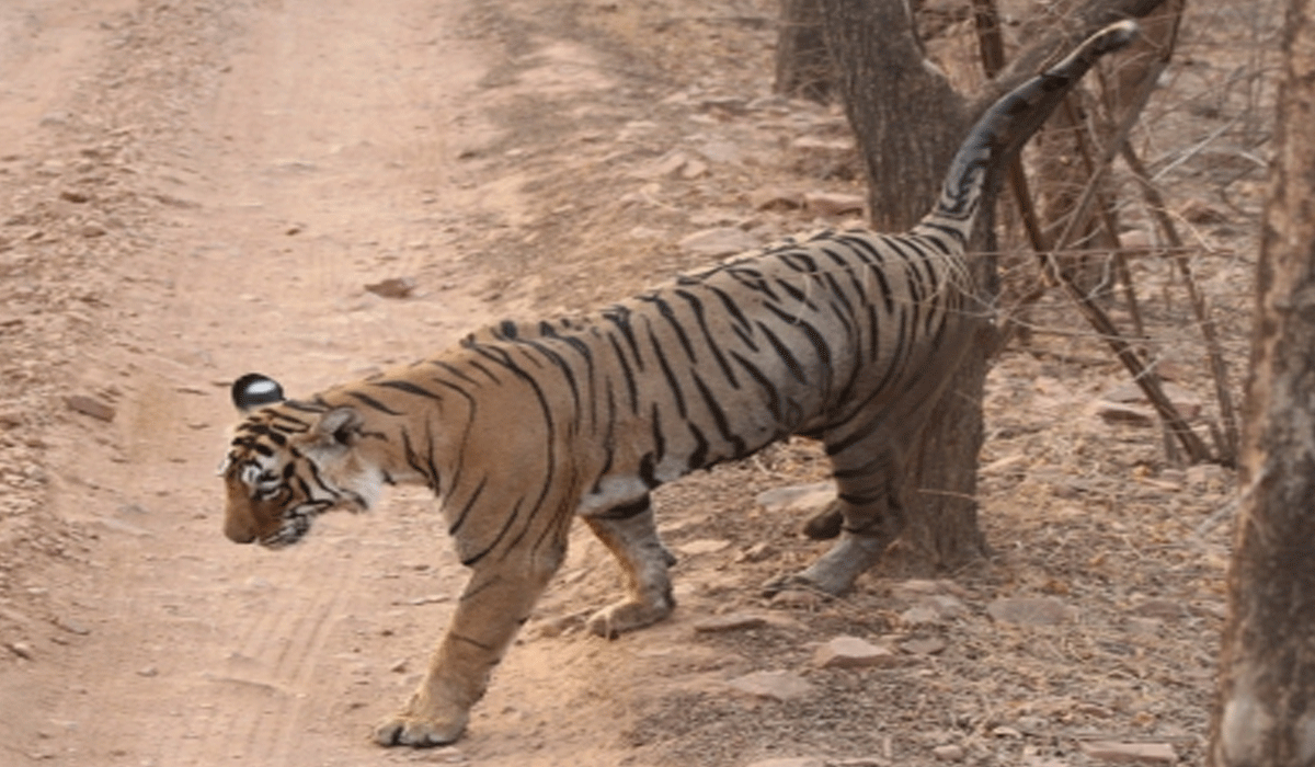 Andhra Pradesh working to strengthen tiger population in Easter Ghats: Pawan Kalyan