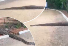 Hyderabad Shocker: 20-Foot Giant Python Spotted at KBR National Park, Visitors Left Amazed