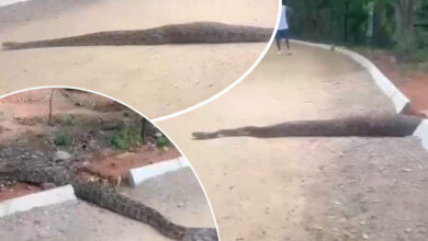 Hyderabad Shocker: 20-Foot Giant Python Spotted at KBR National Park, Visitors Left Amazed