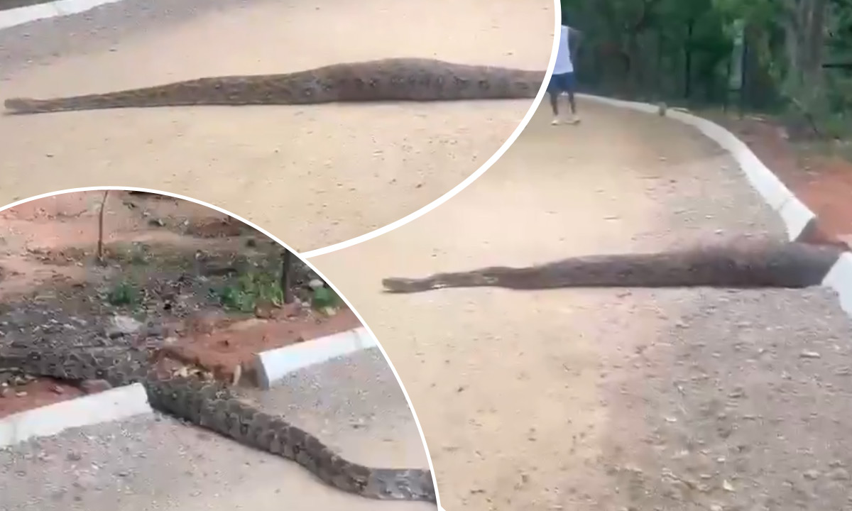 Hyderabad Shocker: 20-Foot Giant Python Spotted at KBR National Park, Visitors Left Amazed