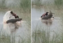 Crocodile Attack in Uttar Pradesh: 12-Year-Old Boy Dragged into Ghaghra River, Dies: Video