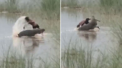 Crocodile Attack in Uttar Pradesh: 12-Year-Old Boy Dragged into Ghaghra River, Dies: Video