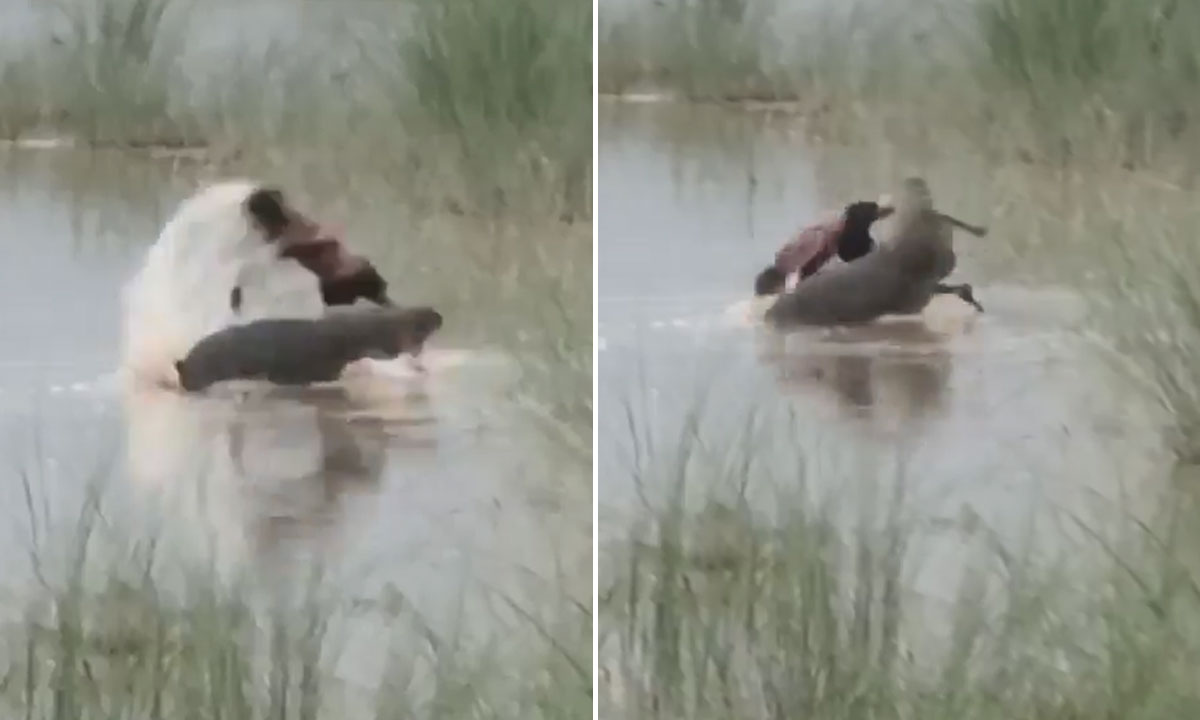 Crocodile Attack in Uttar Pradesh: 12-Year-Old Boy Dragged into Ghaghra River, Dies: Video