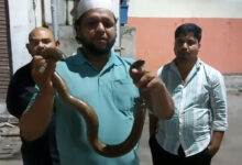 Rare Red Sand Boa "Two-Faced Snake" Rescued Near Masjid-e-Ilahi in Hyderabad After Stray Dog Attack