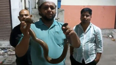Rare Red Sand Boa "Two-Faced Snake" Rescued Near Masjid-e-Ilahi in Hyderabad After Stray Dog Attack