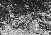 Tiger Dies in Andhra Pradesh Forests; Deputy CM Pawan Kalyan Orders Probe