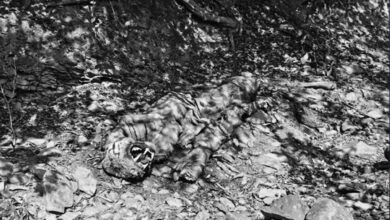 Tiger Dies in Andhra Pradesh Forests; Deputy CM Pawan Kalyan Orders Probe